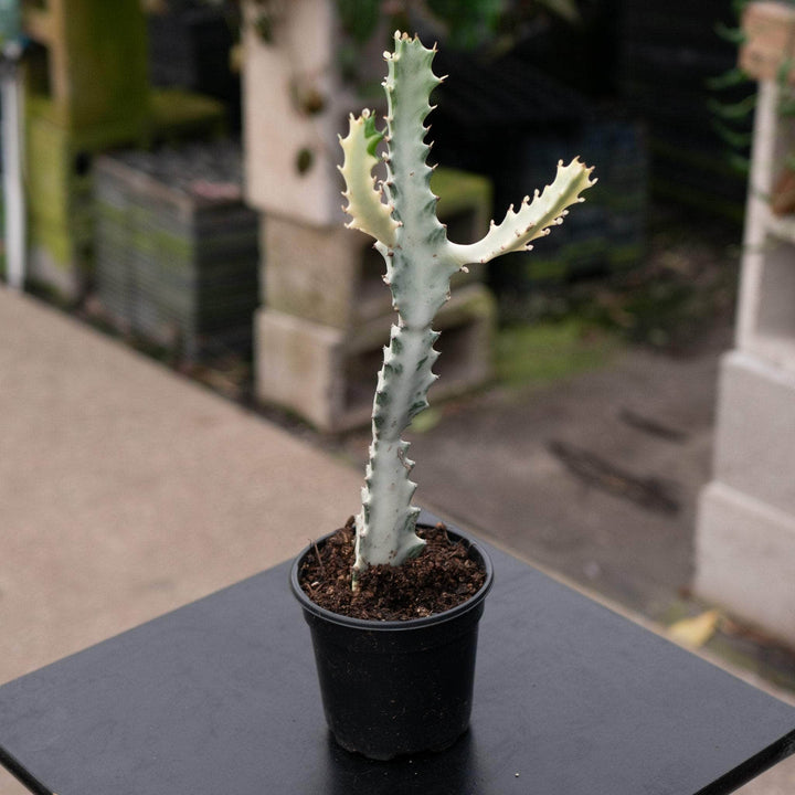 Gabriella Plants Tradescantia 4" Euphorbia Lactea Variegated 'Dragon Bones' 'White Ghost'