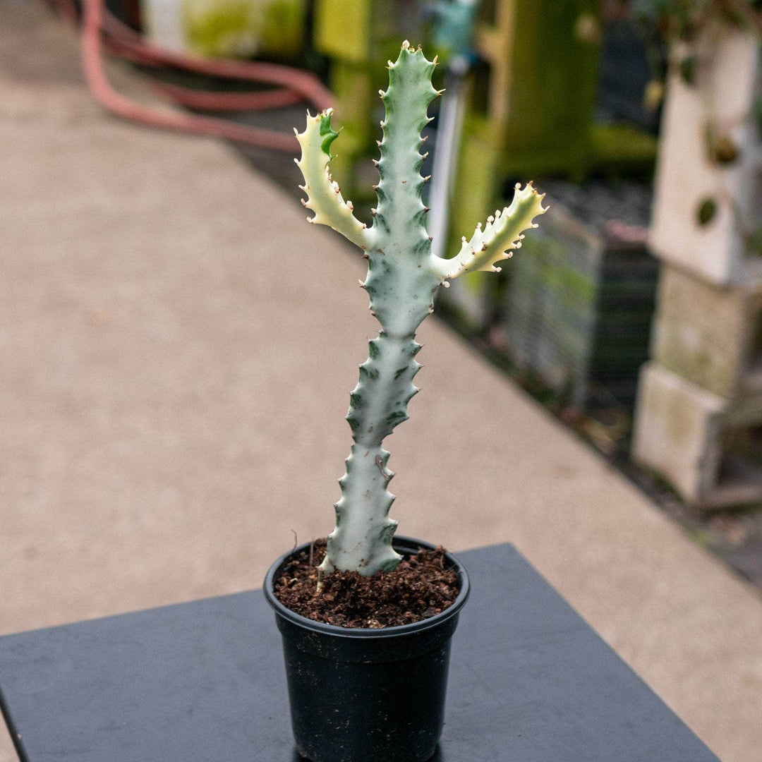 Gabriella Plants Tradescantia 4" Euphorbia Lactea Variegated 'Dragon Bones' 'White Ghost'