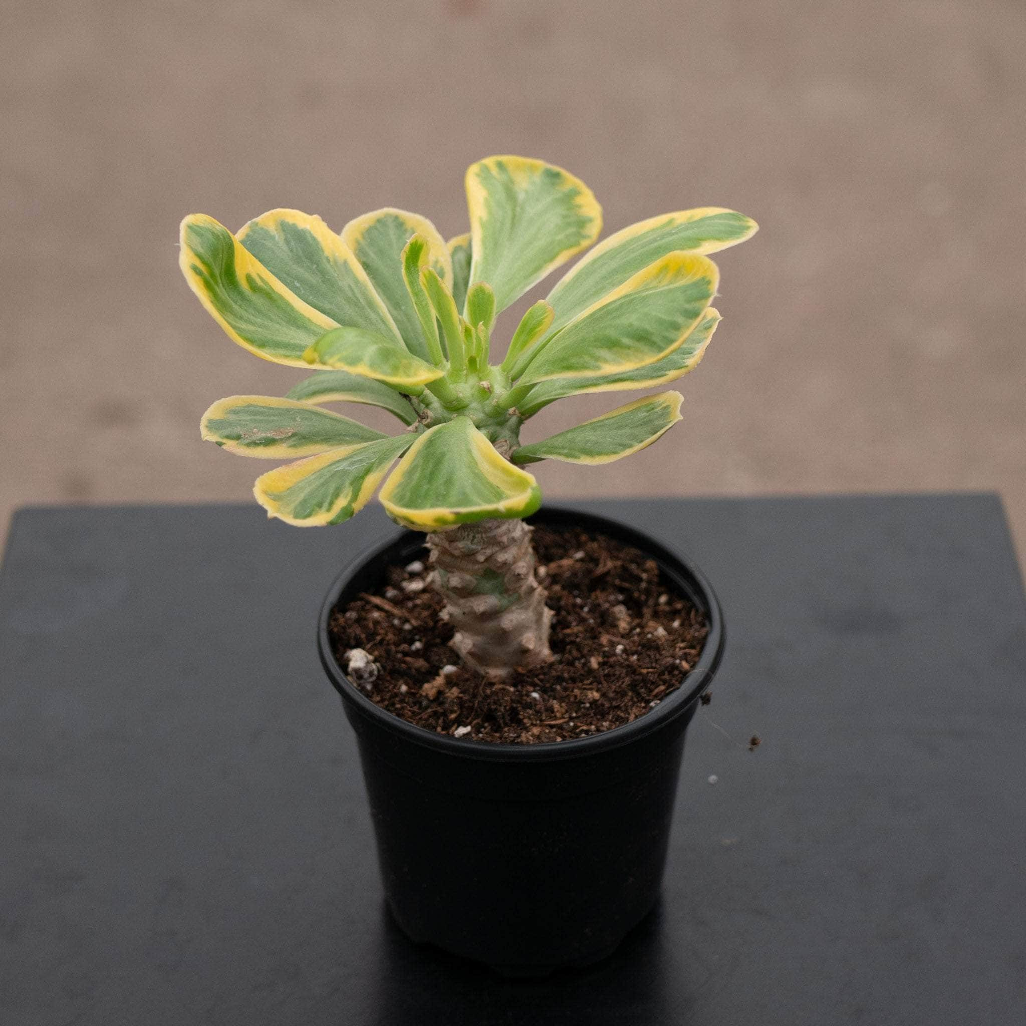 Euphorbia poissonii offers variegated