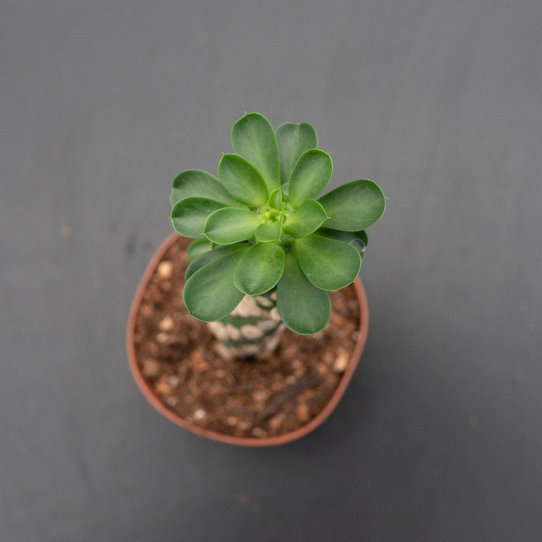 Gabriella Plants Euphorbia 3" Euphorbia royleana f. inermis