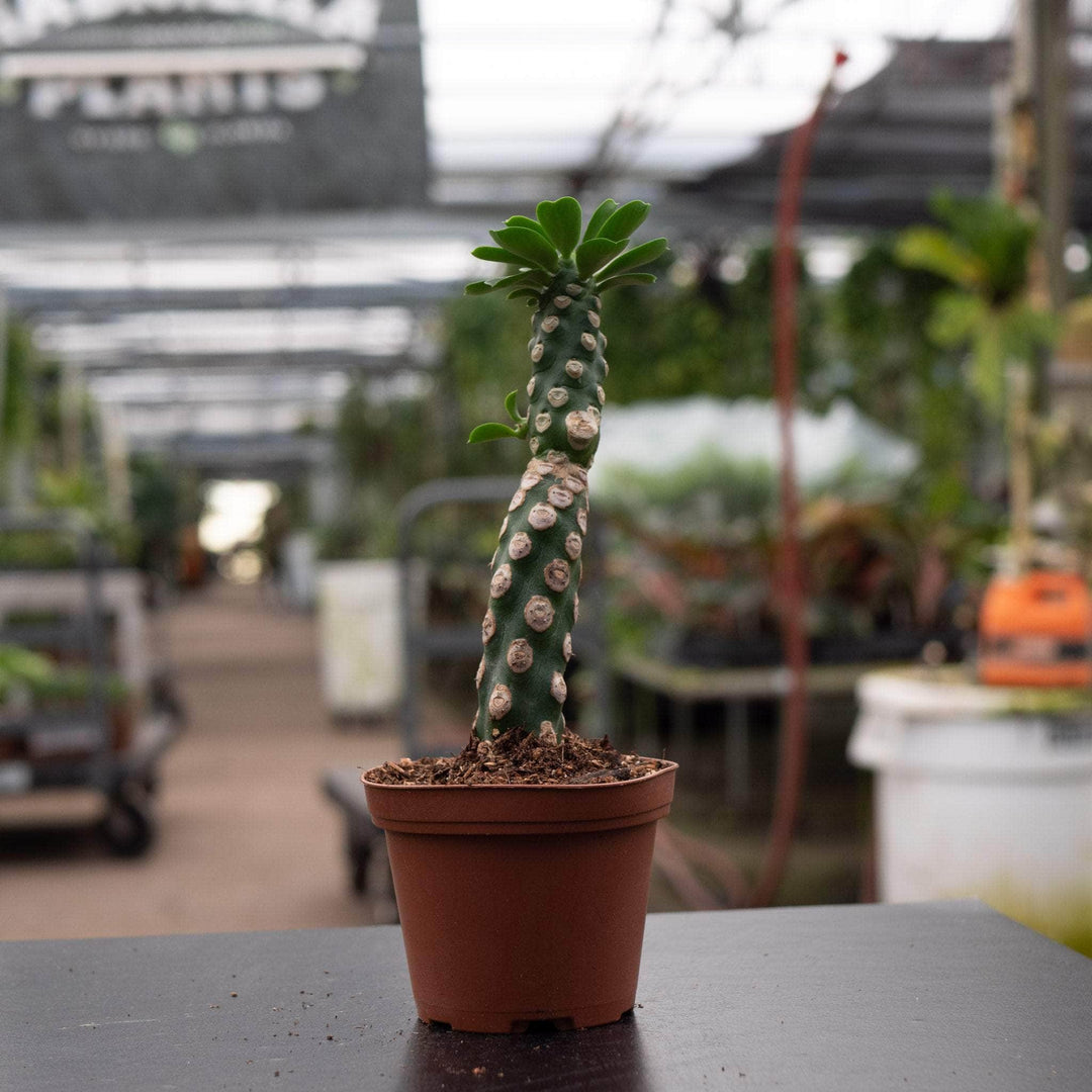 Gabriella Plants Euphorbia 3" Euphorbia royleana f. inermis