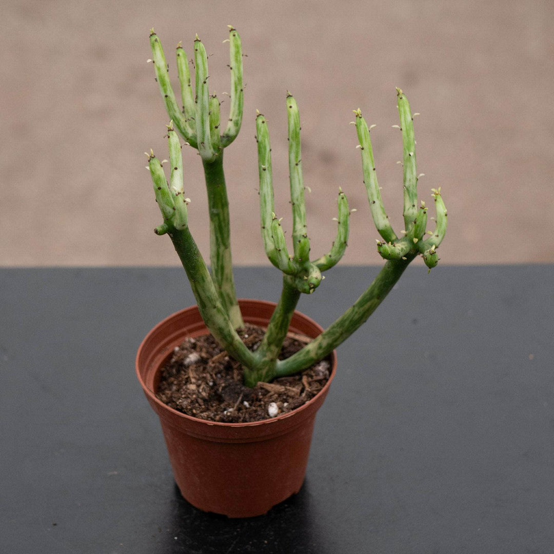 Gabriella Plants Euphorbia 3" Euphorbia tirucalli 'Variegata' 'Fire Sticks'