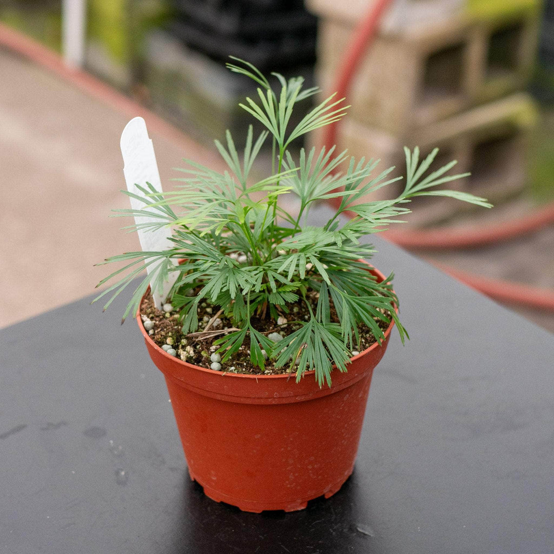 Gabriella Plants Fern 4" Fern Actiniopteris australis "Eyelash Fern"