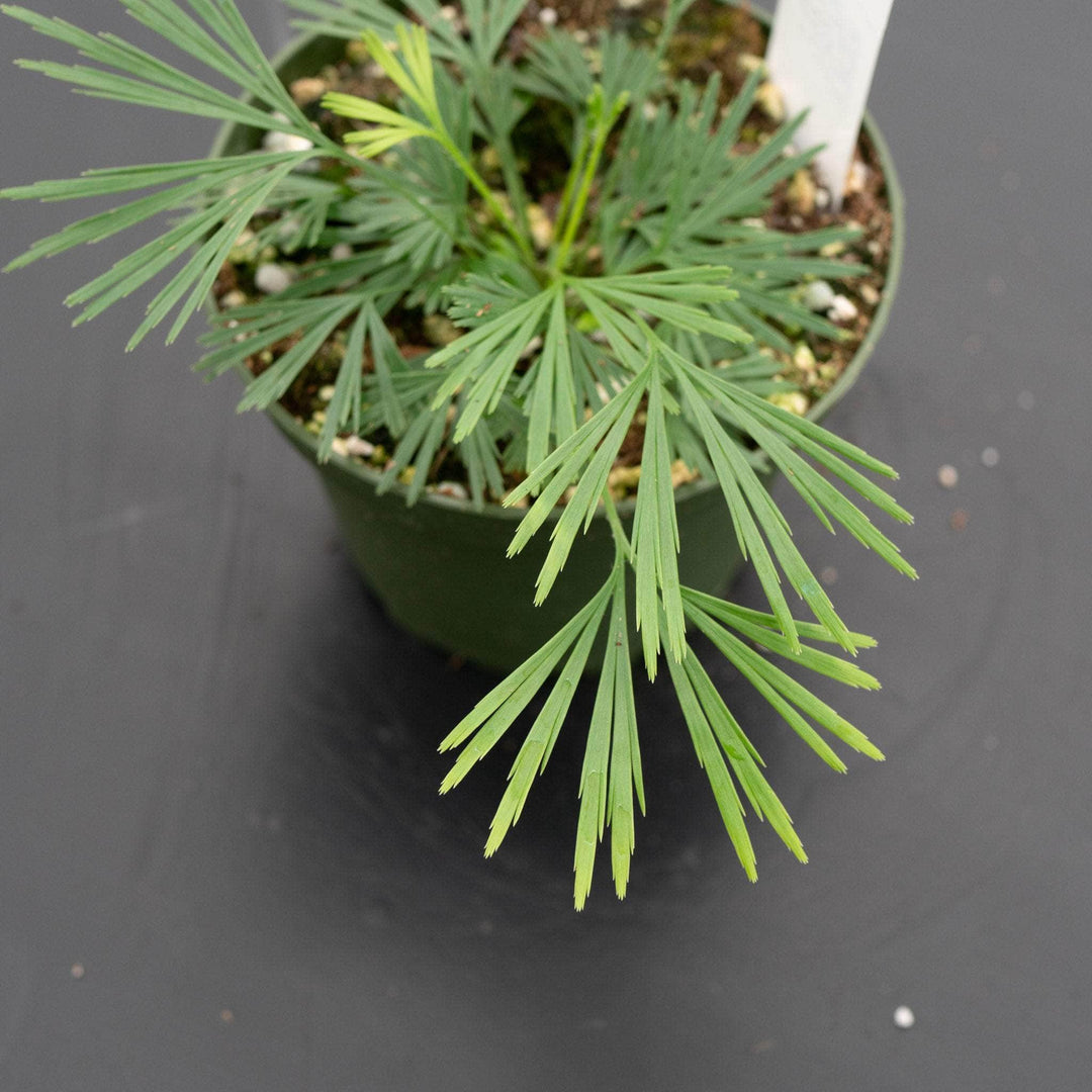 Gabriella Plants Fern 4" Fern Actiniopteris australis "Eyelash Fern"