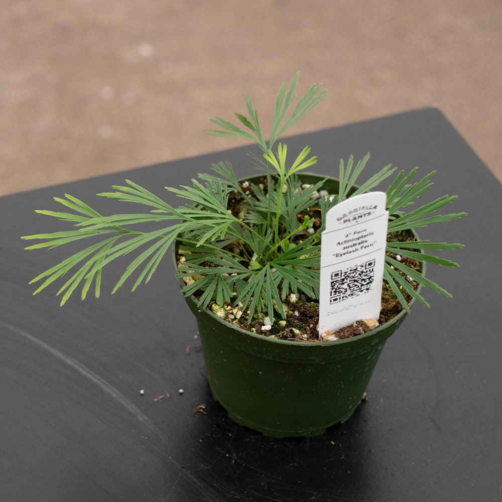 Gabriella Plants Fern 4" Fern Actiniopteris australis "Eyelash Fern"