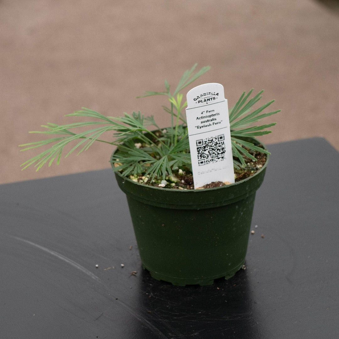 Gabriella Plants Fern 4" Fern Actiniopteris australis "Eyelash Fern"