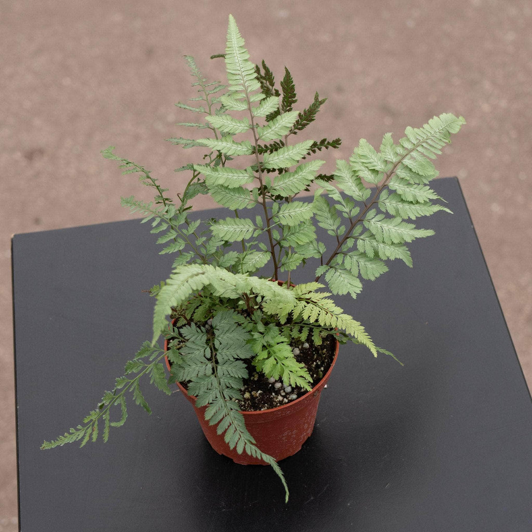 Gabriella Plants Fern 4" Fern Athyrium niponicum pictum 'Pearly White'