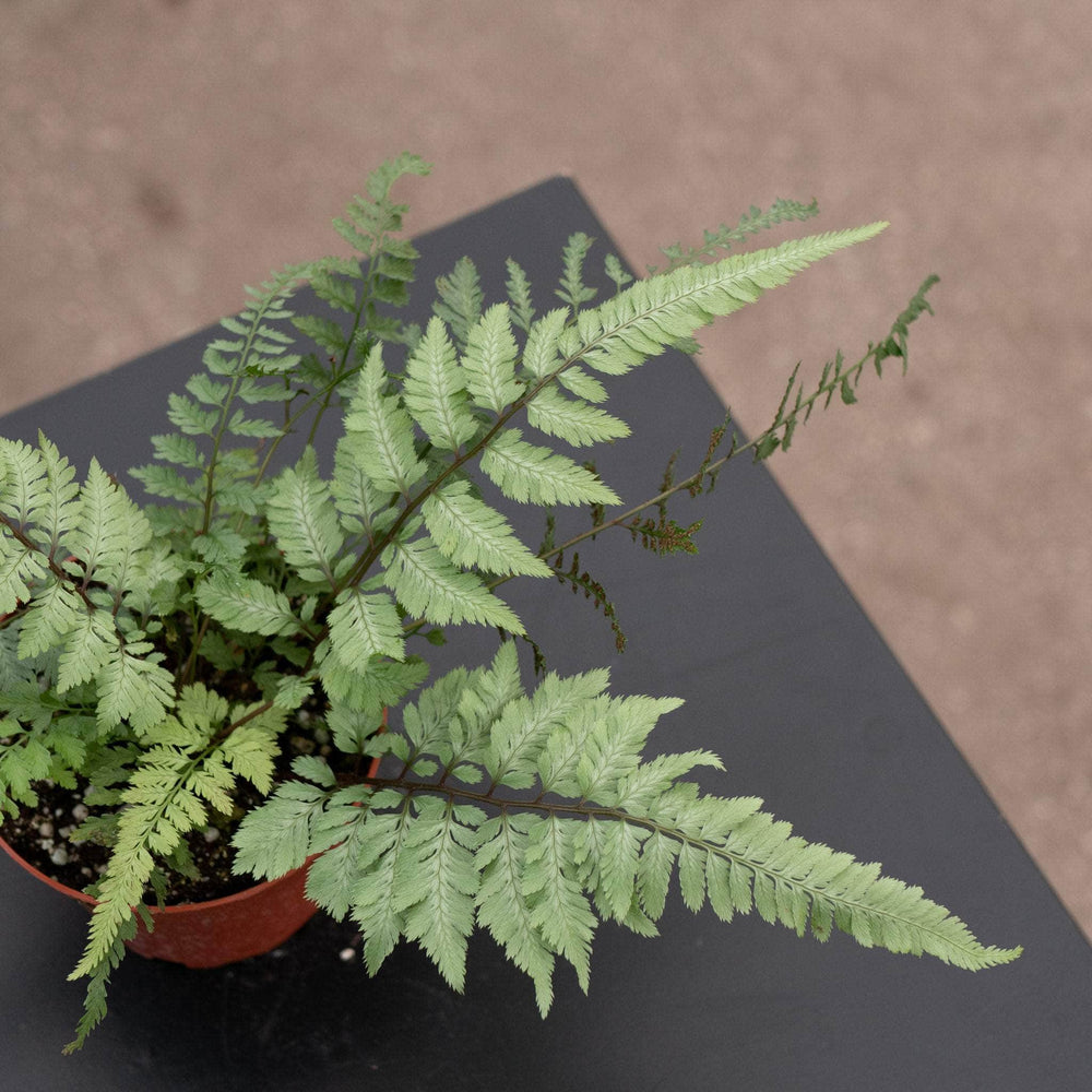 Gabriella Plants Fern 4" Fern Athyrium niponicum pictum 'Pearly White'