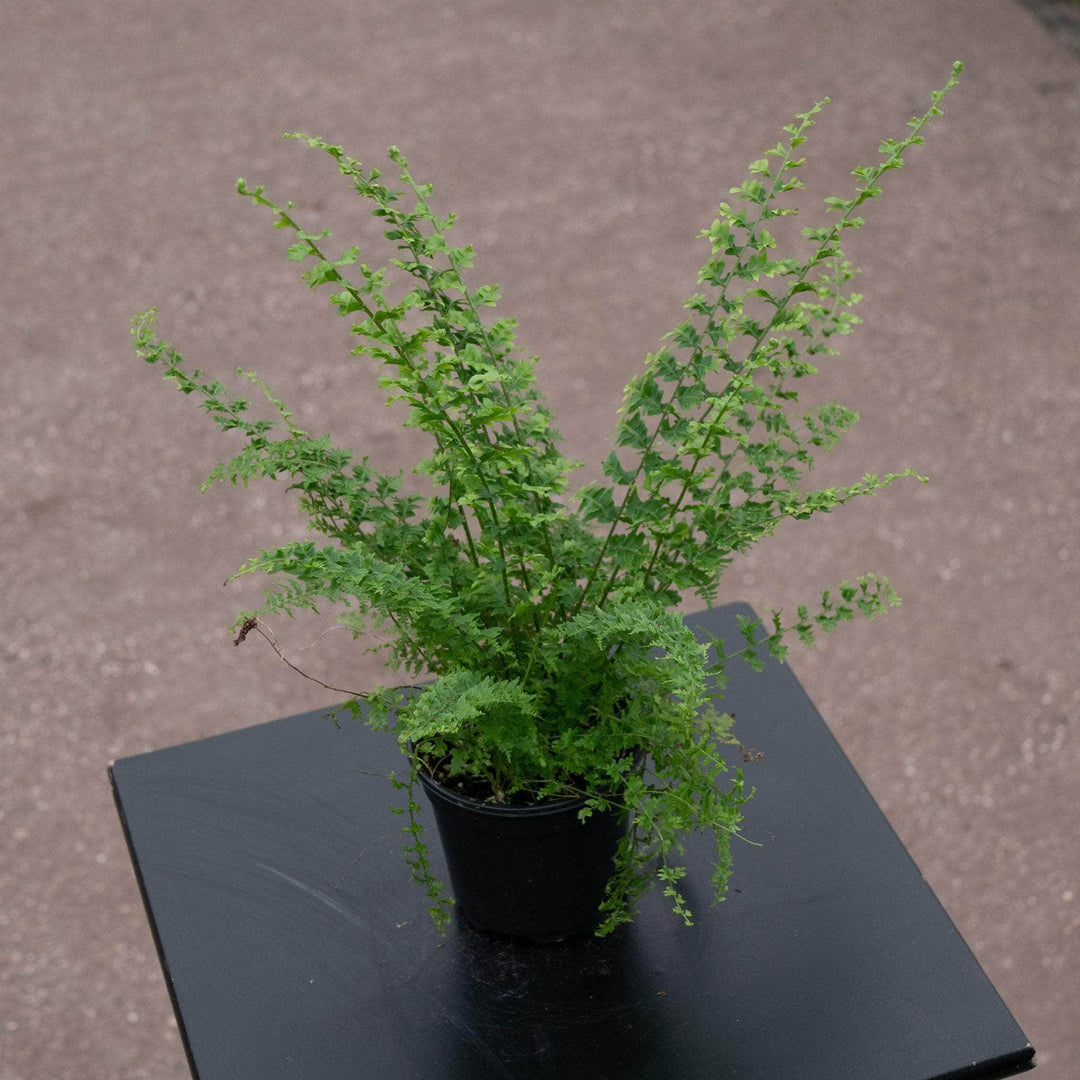 Gabriella Plants Fern 4" Fern Boston Nephrolepis exaltata 'Green Fantasy'