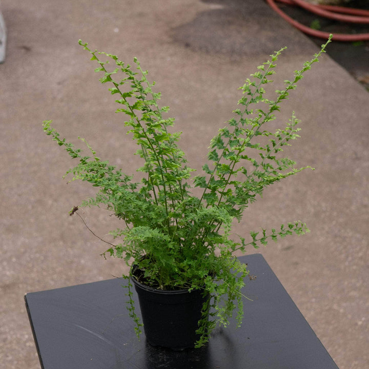 Gabriella Plants Fern 4" Fern Boston Nephrolepis exaltata 'Green Fantasy'