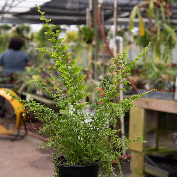 Gabriella Plants Fern 4" Fern Boston Nephrolepis exaltata 'Green Fantasy'