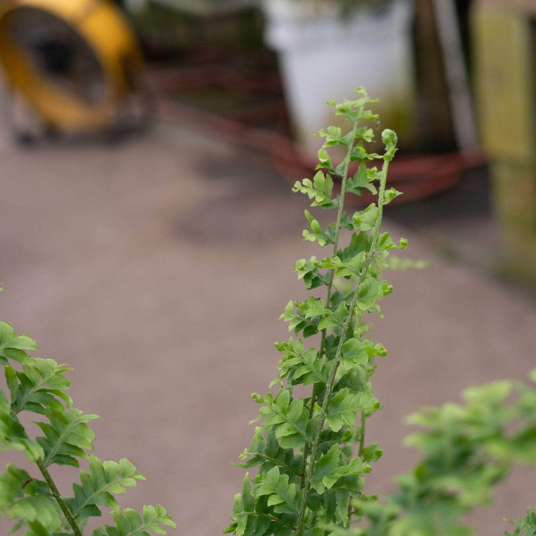 Gabriella Plants Fern 4" Fern Boston Nephrolepis exaltata 'Green Fantasy'