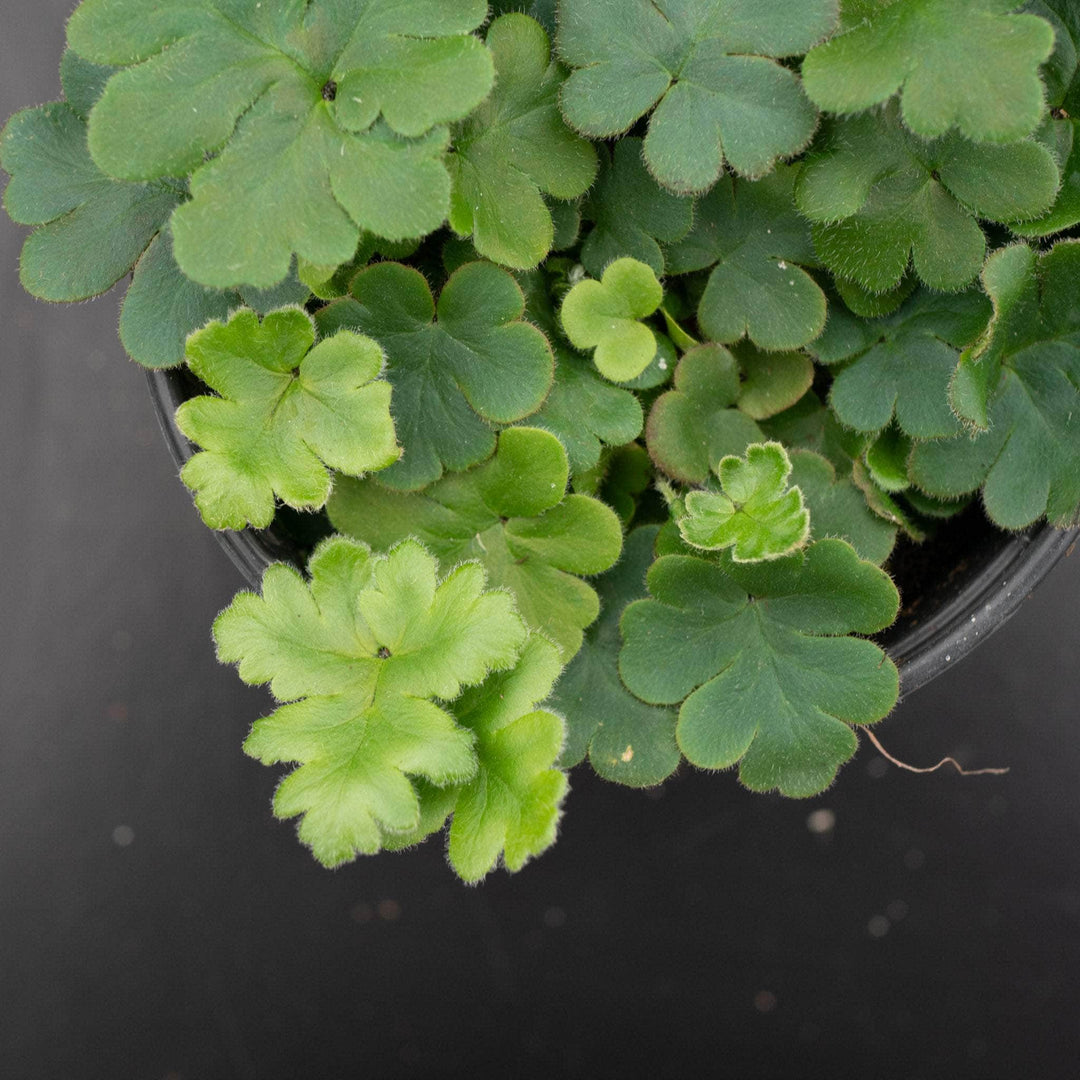 Gabriella Plants Fern 4" Fern Doryopteris cordata "Antenna"