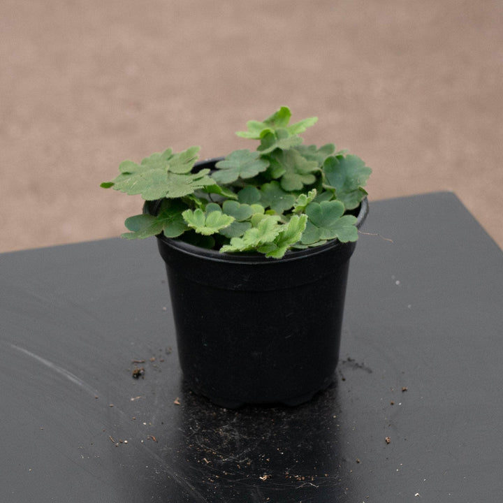 Gabriella Plants Fern 4" Fern Doryopteris cordata "Antenna"