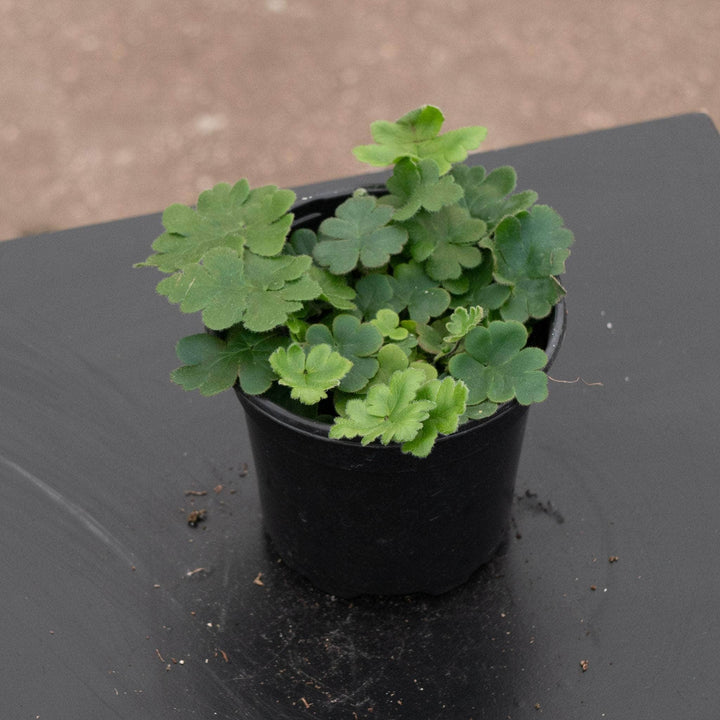 Gabriella Plants Fern 4" Fern Doryopteris cordata "Antenna"