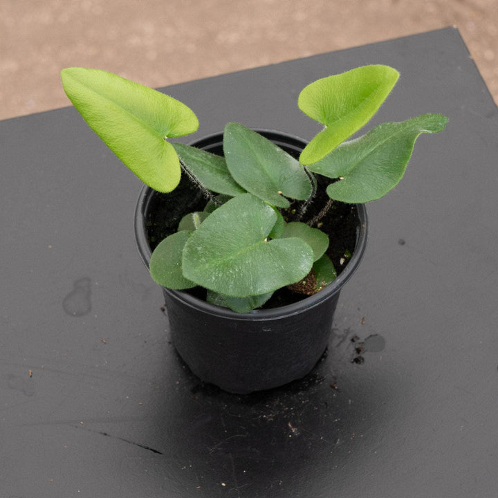 Gabriella Plants Fern 4 Fern Hemionitis arifolia "Heart"