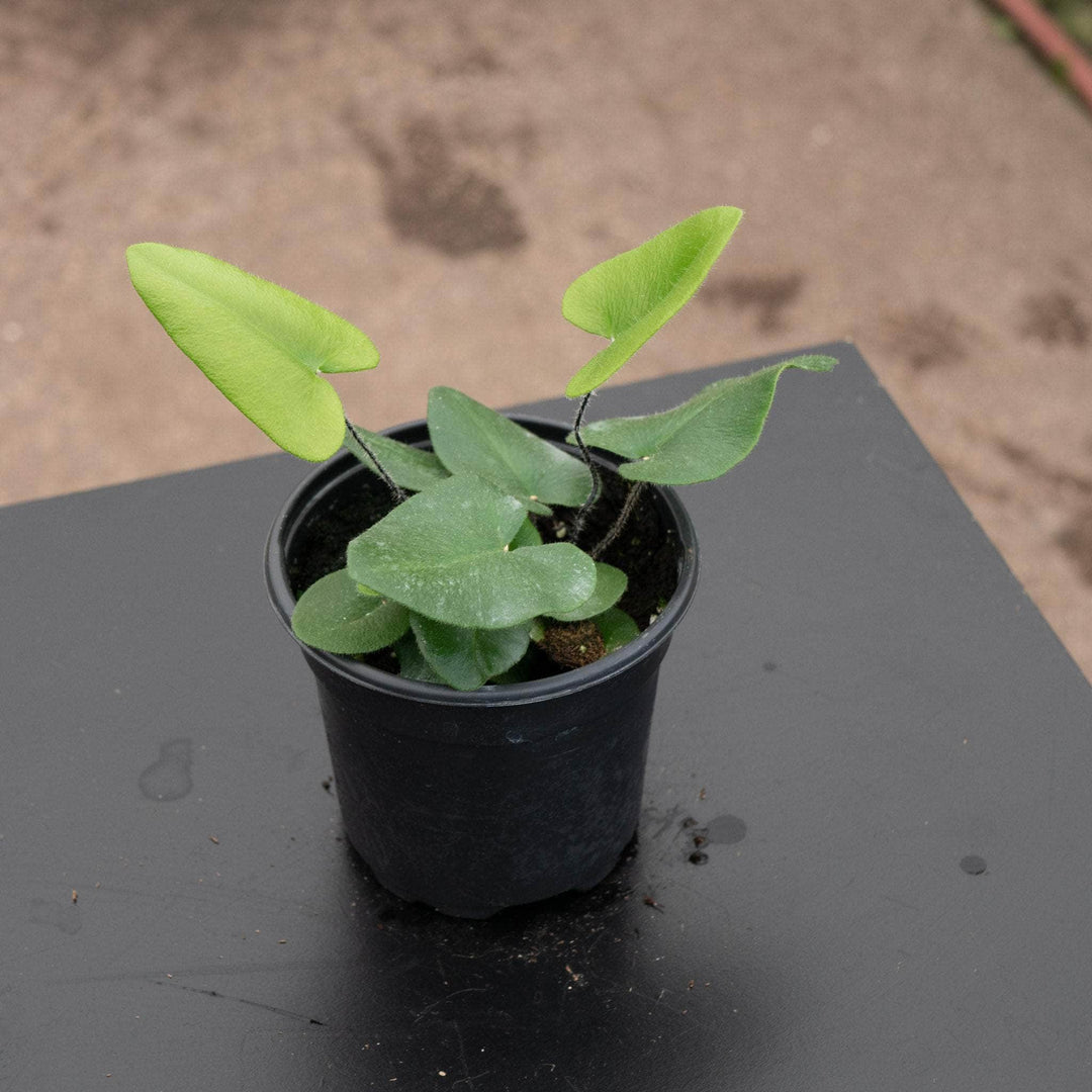 Gabriella Plants Fern 4 Fern Hemionitis arifolia "Heart"