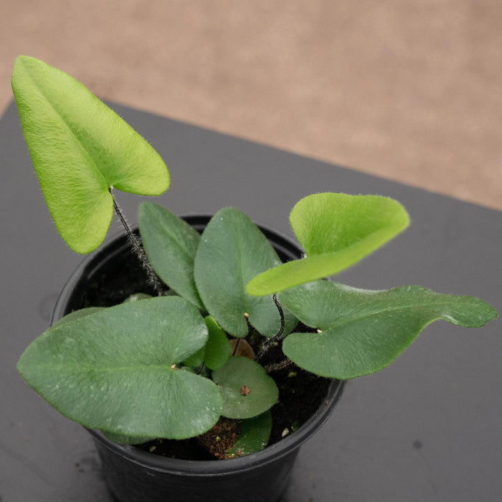 Gabriella Plants Fern 4 Fern Hemionitis arifolia "Heart"