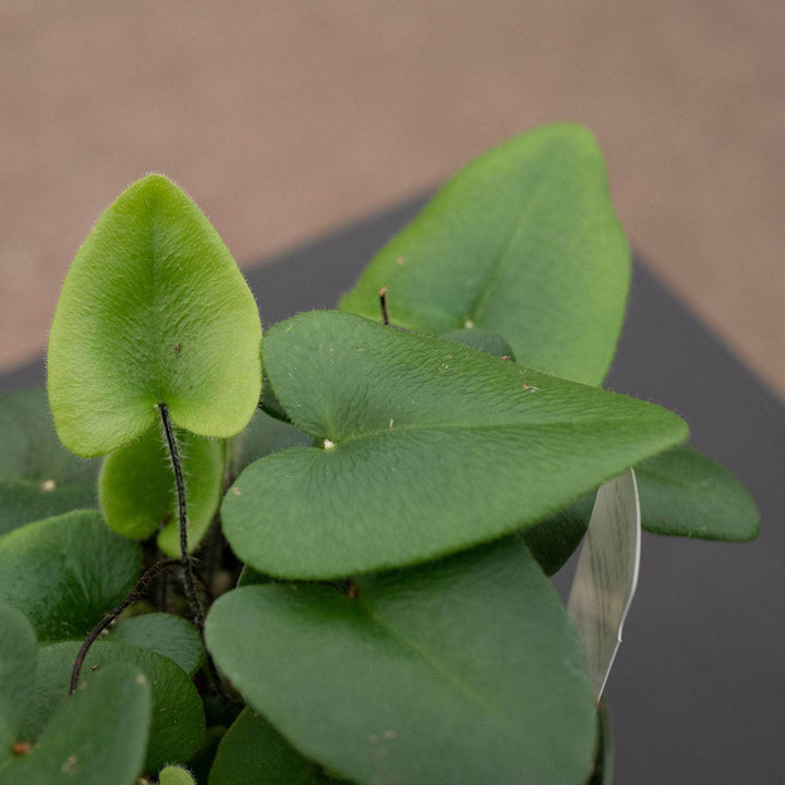 Gabriella Plants Fern 4 Fern Hemionitis arifolia "Heart"