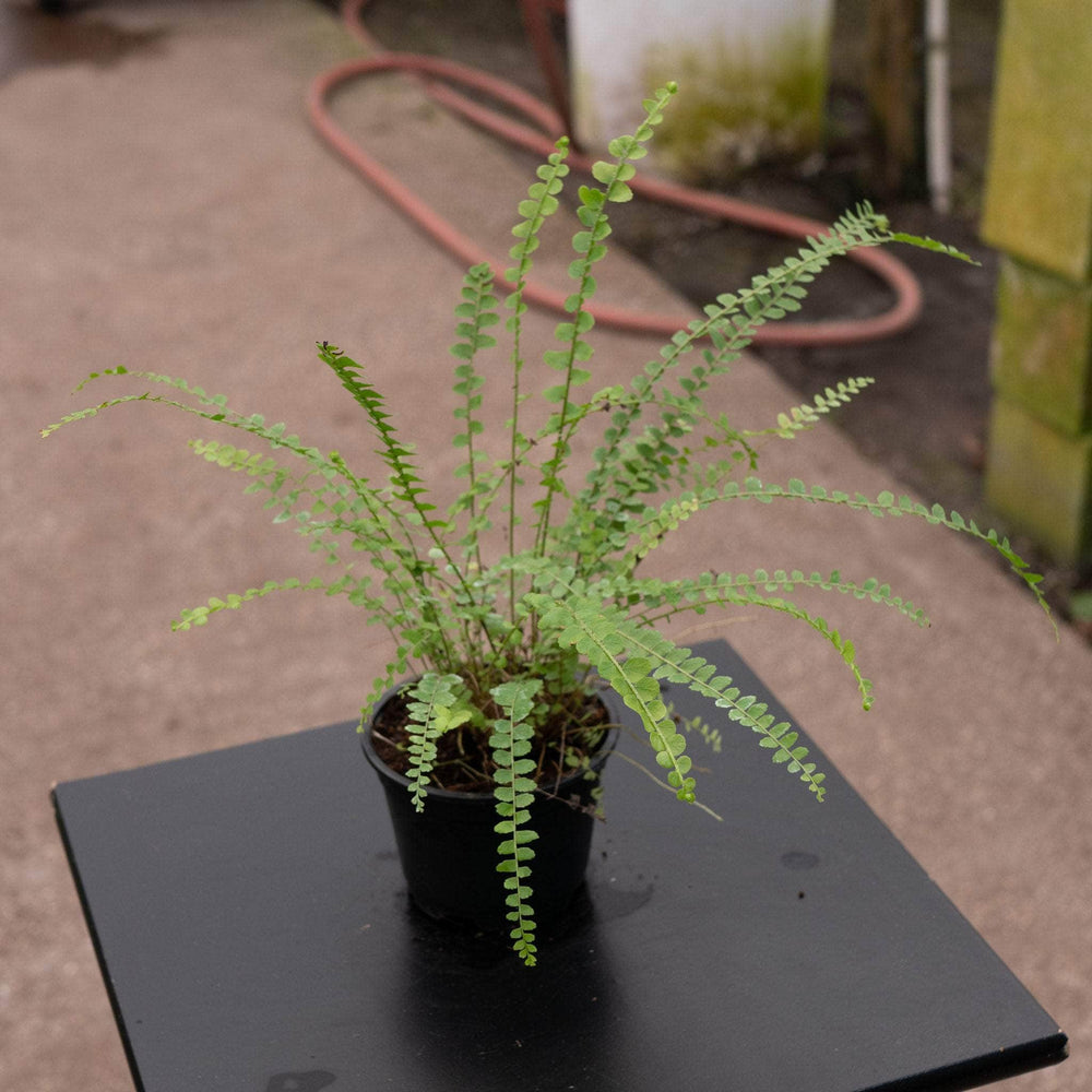 Gabriella Plants Fern 4" Fern Nephrolepsis cordifolia 'Duffii' "Lemon Button"