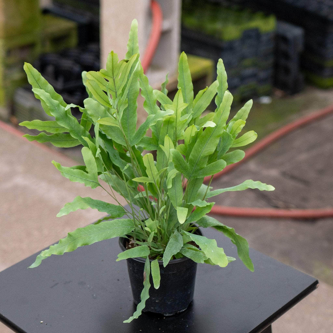 Gabriella Plants Fern 4 Fern Phlebodium aureum "Blue Star"