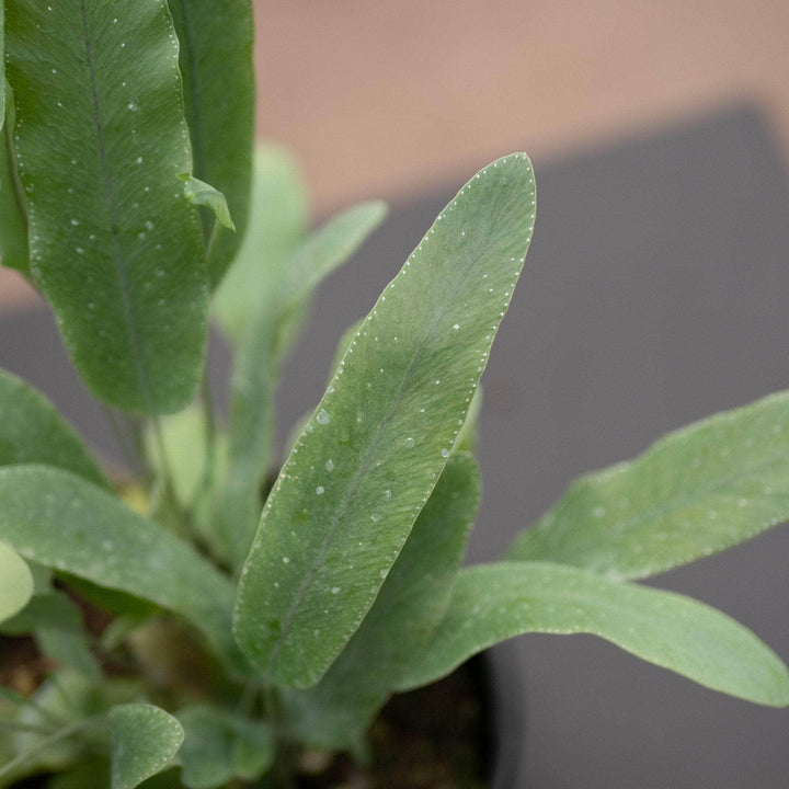 Gabriella Plants Fern 4 Fern Phlebodium aureum "Blue Star"