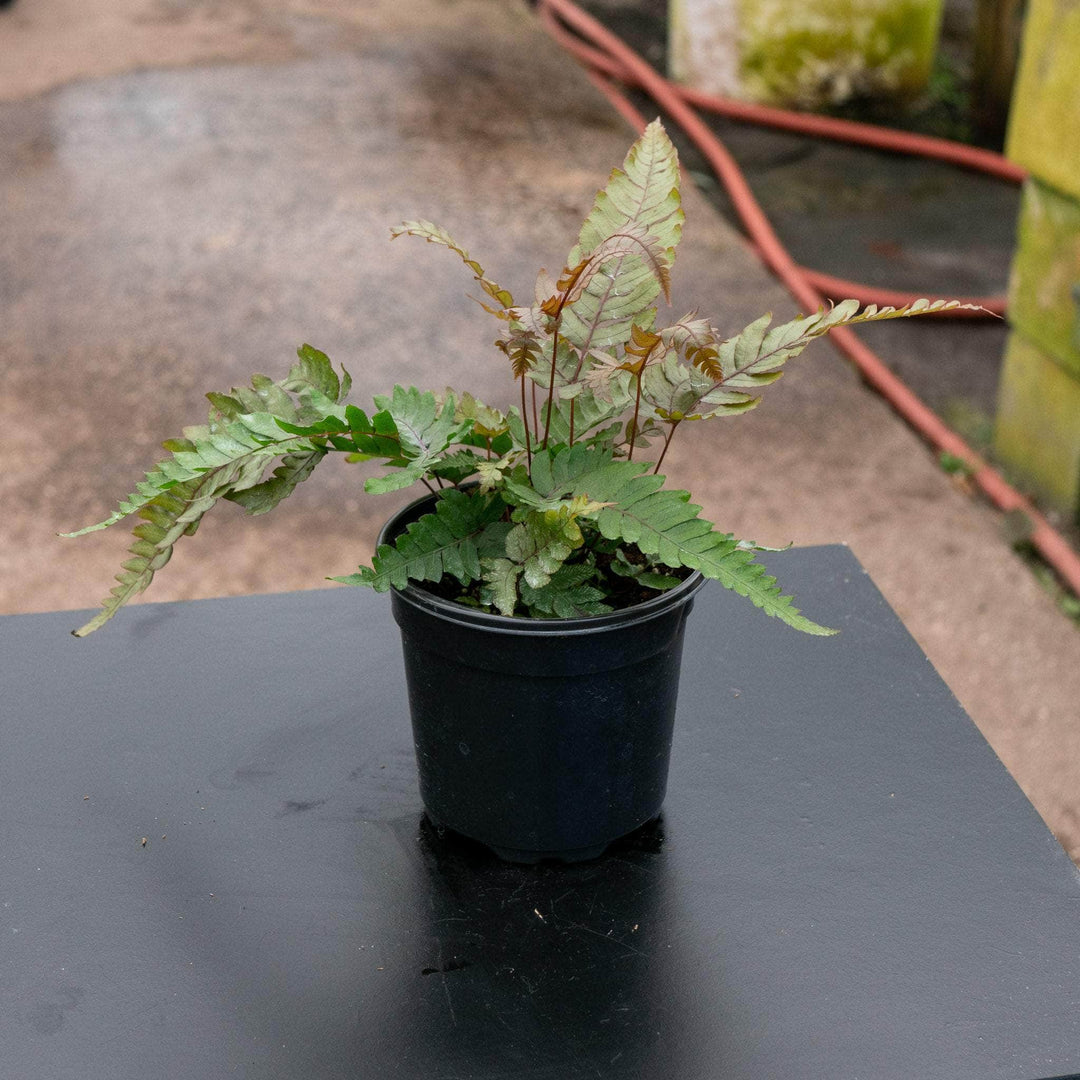 Gabriella Plants Fern 4" Fern Pteris aspericaulis 'Tri-color'