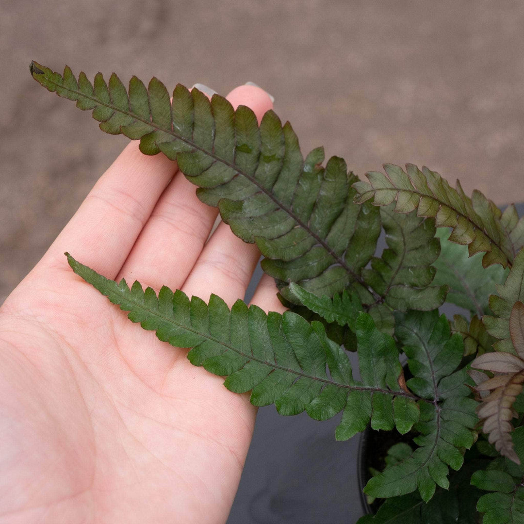 Gabriella Plants Fern 4" Fern Pteris aspericaulis 'Tri-color'