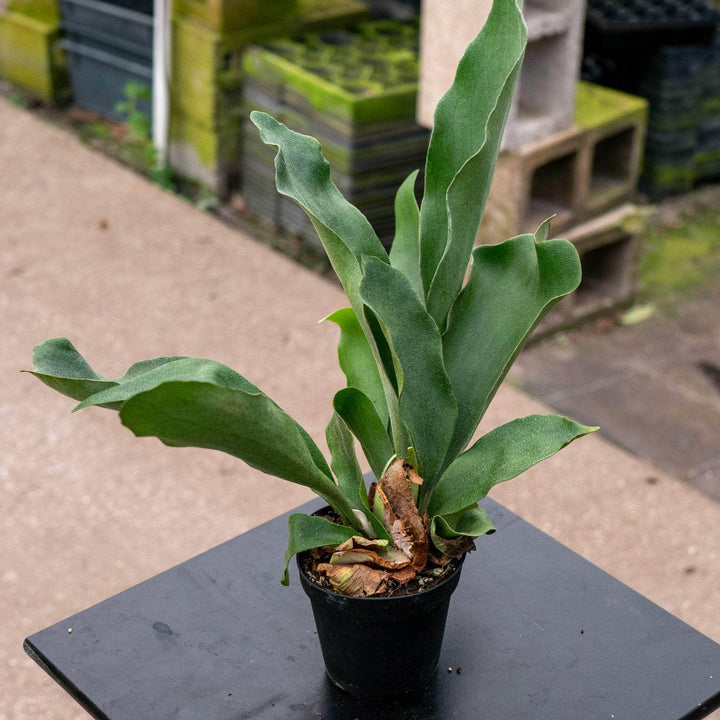 Gabriella Plants Fern 4 Fern Staghorn Platycerium bifurcatum