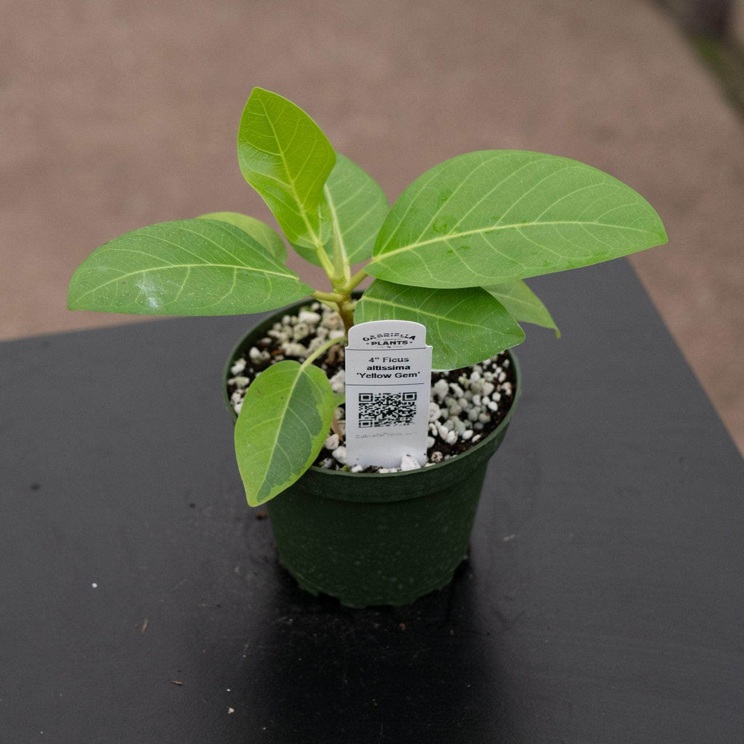 Gabriella Plants Ficus 4 Ficus altissima 'Yellow Gem'