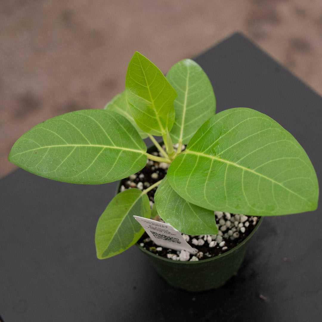 Gabriella Plants Ficus 4 Ficus altissima 'Yellow Gem'