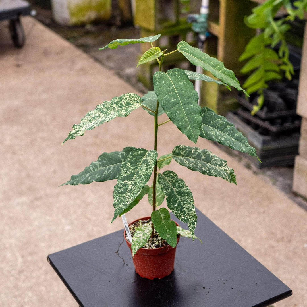 Gabriella Plants Ficus 4" Ficus aspera ‘Clown Fig’