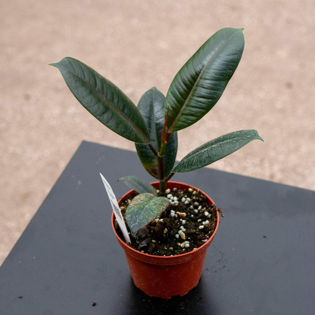 Gabriella Plants Ficus 4" Ficus elastica 'Burgundy'