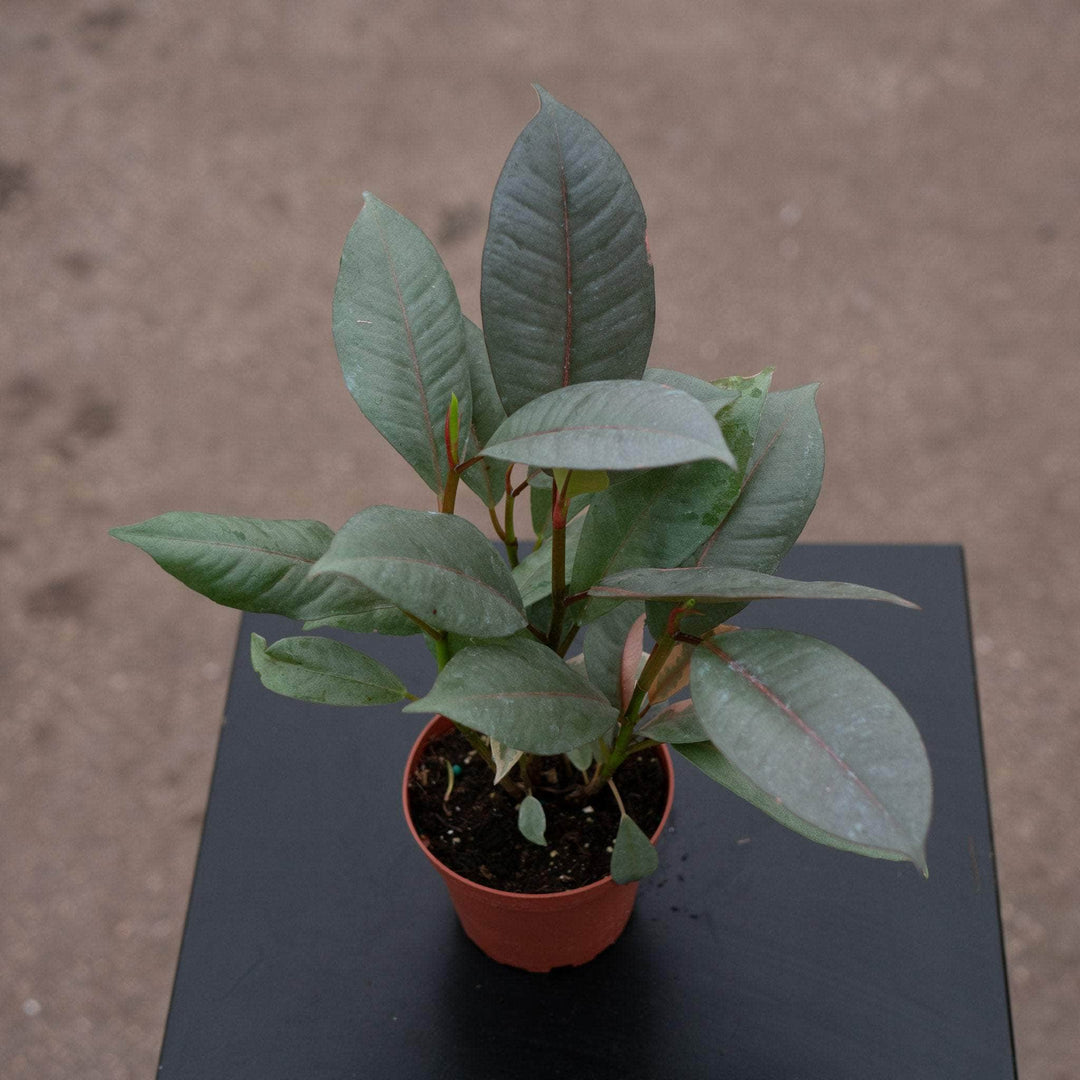 Gabriella Plants Ficus 4 Ficus elastica 'Ruby'