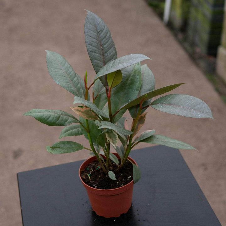 Gabriella Plants Ficus Ficus elastica 'Ruby'