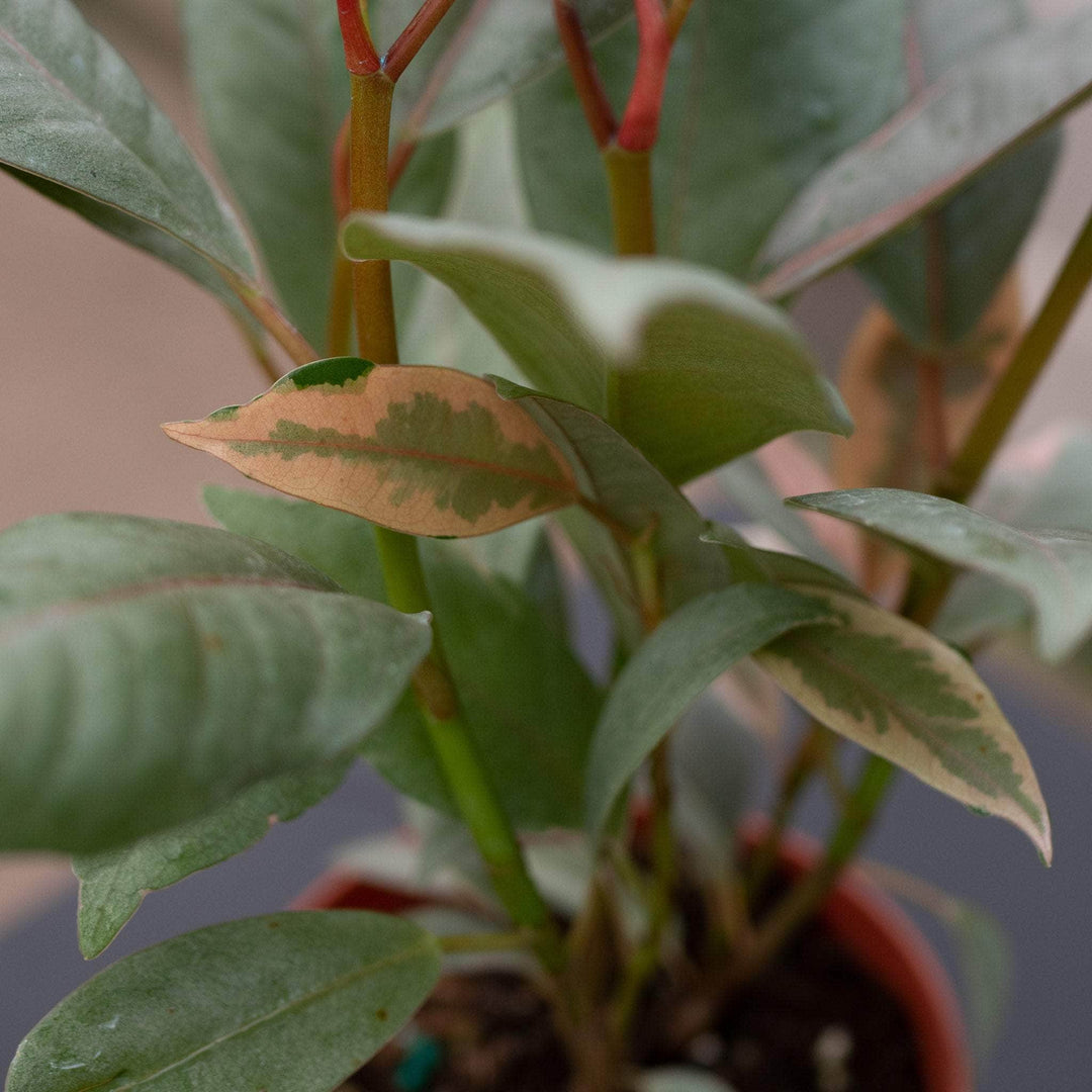 Gabriella Plants Ficus Ficus elastica 'Ruby'