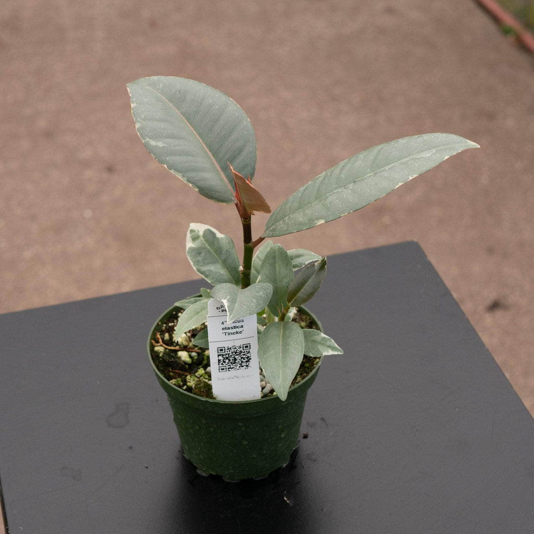 Gabriella Plants Ficus 4" Ficus elastica 'Tineke'