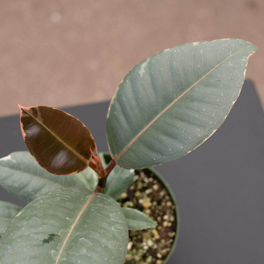 Gabriella Plants Ficus 4" Ficus elastica 'Tineke'