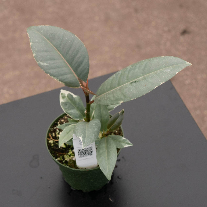 Gabriella Plants Ficus 4" Ficus elastica 'Tineke'