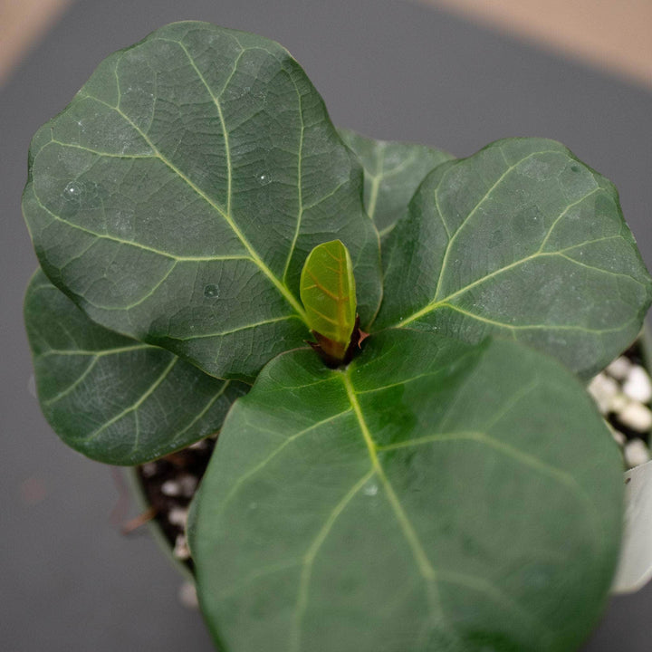 Gabriella Plants Ficus 4" Ficus lyrata 'Little Sunshine'