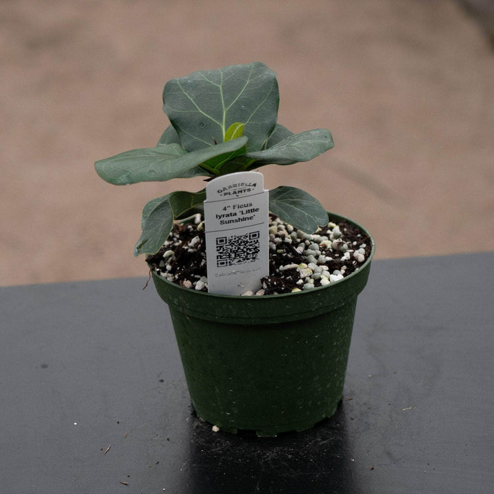 Gabriella Plants Ficus 4" Ficus lyrata 'Little Sunshine'