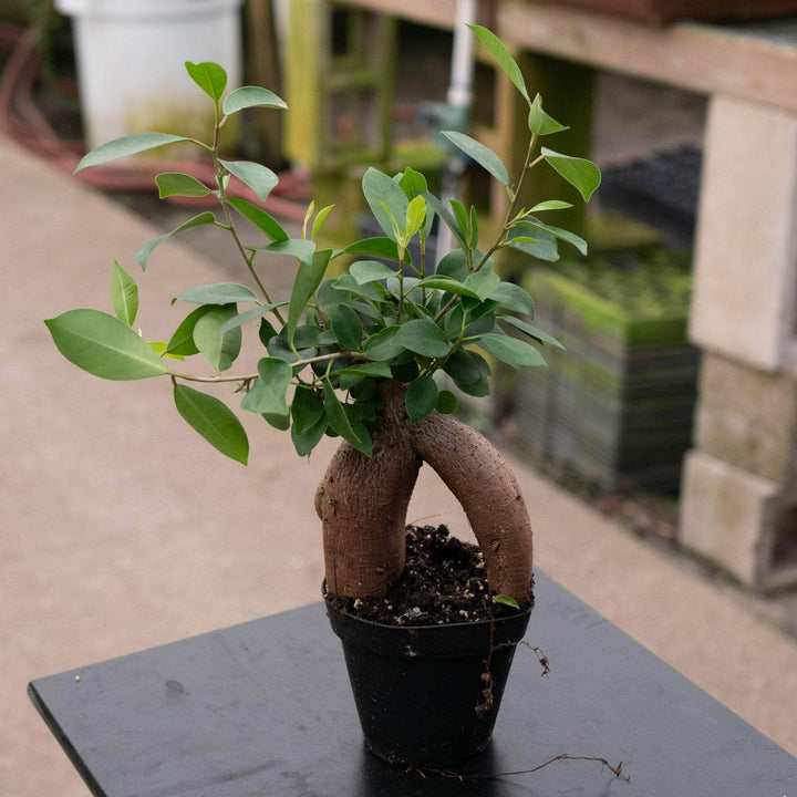 Gabriella Plants Ficus 4" Ficus microcarpa 'Ginseng'