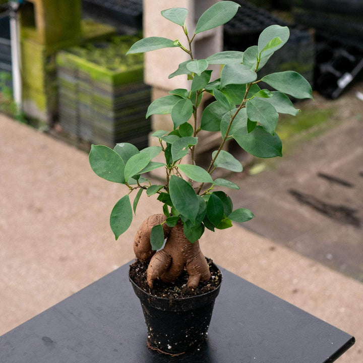 Gabriella Plants Ficus 4" Ficus microcarpa 'Ginseng'