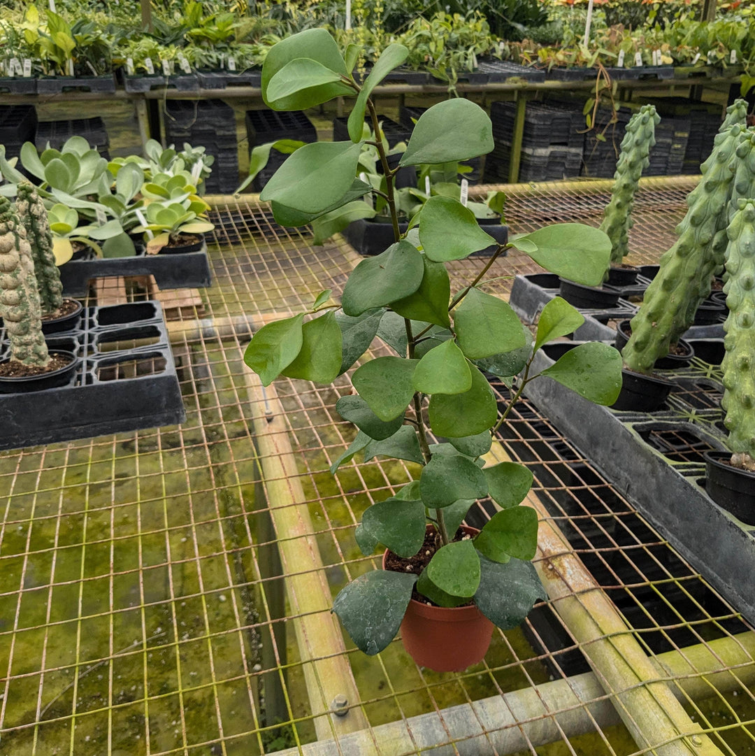 Gabriella Plants Ficus 4" Ficus natalensis subsp. leprieurii