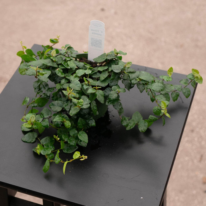 Gabriella Plants Ficus 4 Ficus pumila