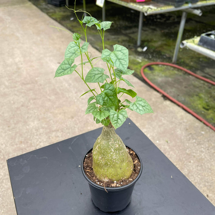 Gabriella Plants Caudiciforms 4" Gerrardanthus macrorhizus 'Bigfoot'