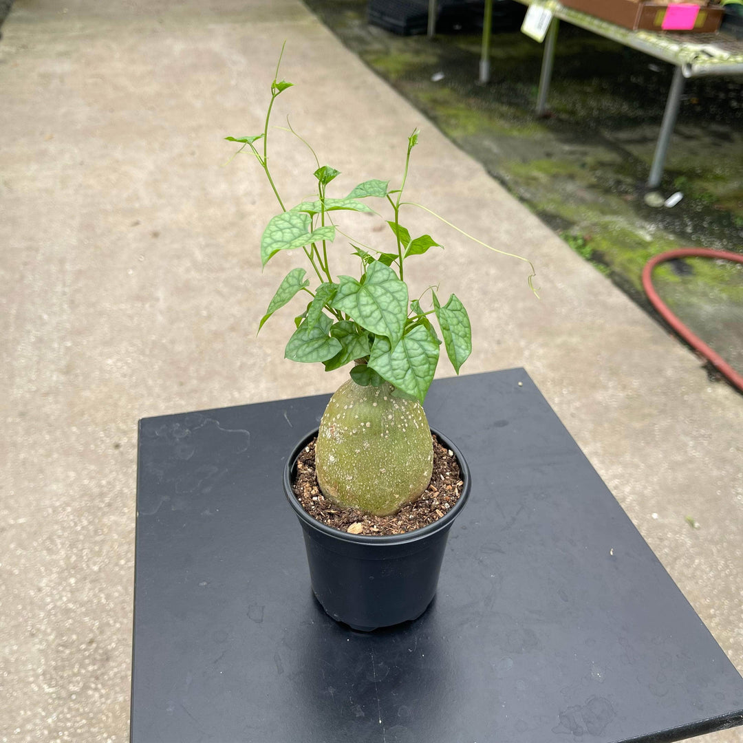 Gabriella Plants Caudiciforms 4" Gerrardanthus macrorhizus 'Bigfoot'