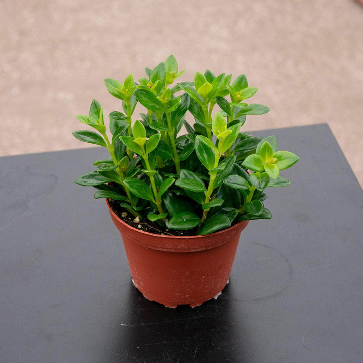 Gabriella Plants Other 4" Goldfish Nematanthus 'Mini Green'