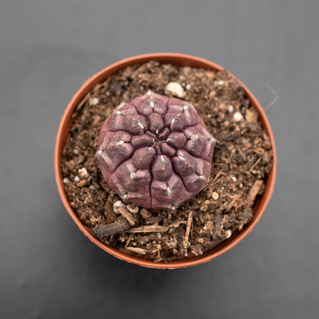 Gabriella Plants Succulent/Cactus 3" Gymnocalycium mihanovichii 'Daydream'