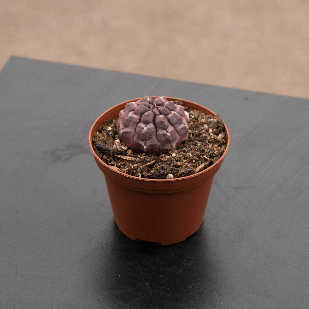 Gabriella Plants Succulent/Cactus 3" Gymnocalycium mihanovichii 'Daydream'